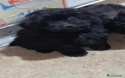 Caniche Enano perros en venta: **OFERTA AGOSTO** MACHITO POMAPOO, PELO BRILLANTE - Imagen 8