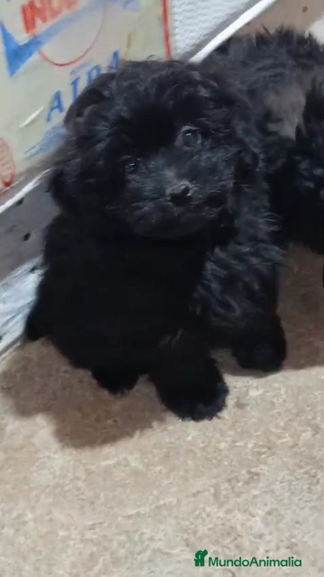 Caniche Enano perros en venta: **OFERTA AGOSTO** MACHITO POMAPOO, PELO BRILLANTE - Imagen 8