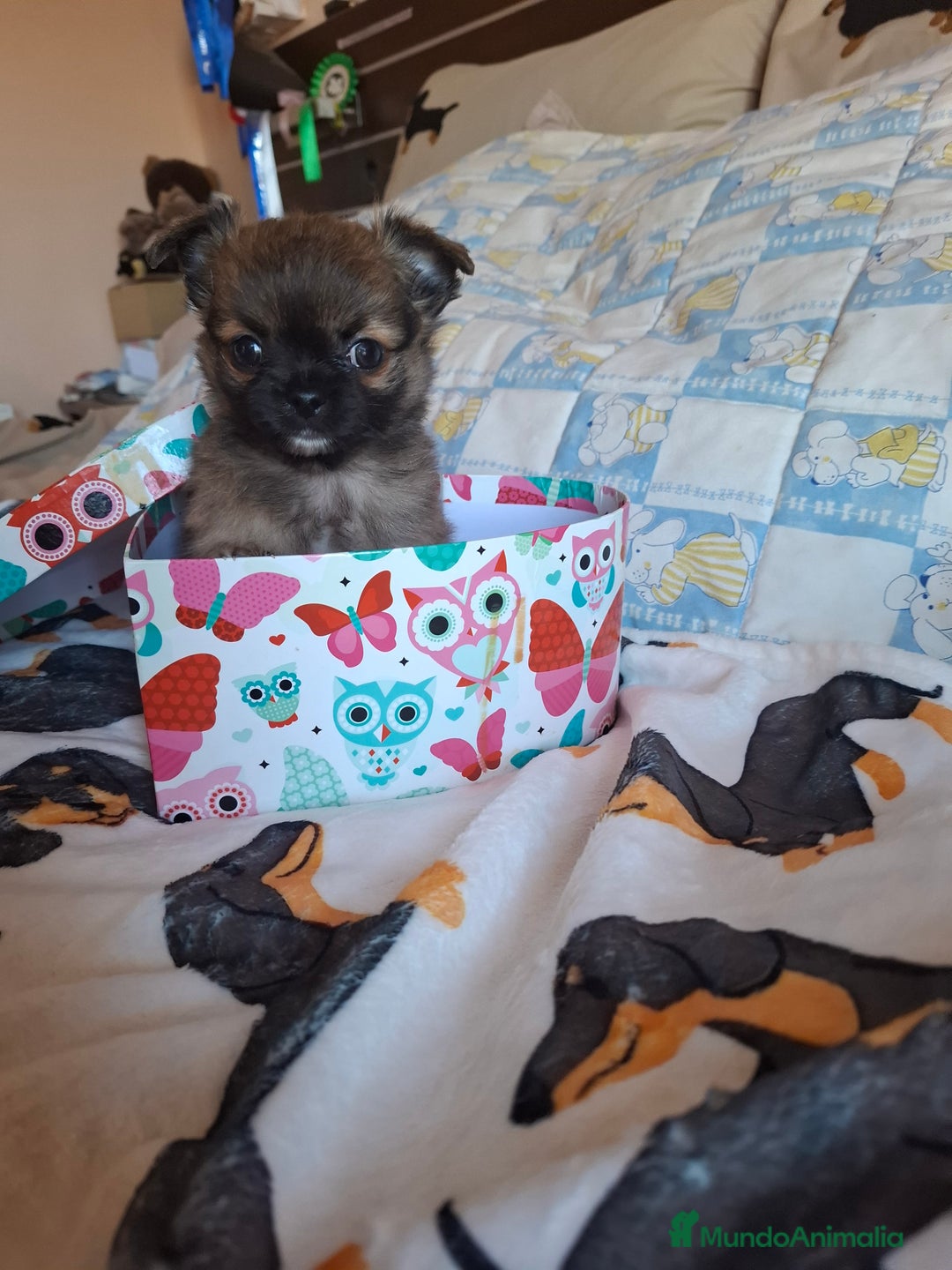 Chihuahua perros en venta: Chihuhua de pelo largo edpectacular - Anuncio 3