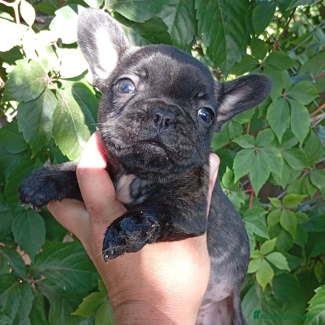 Bulldog Francés perros Bulldog Francés  - Anuncio 1