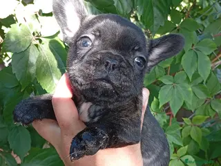 Bulldog Francés perros Bulldog Francés - Anuncio 1