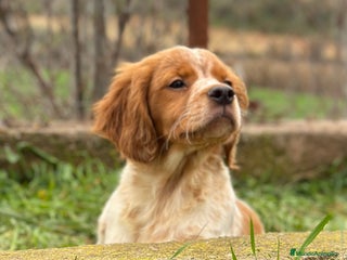 Épagneul Breton perros en Barcelona - Anuncio 8