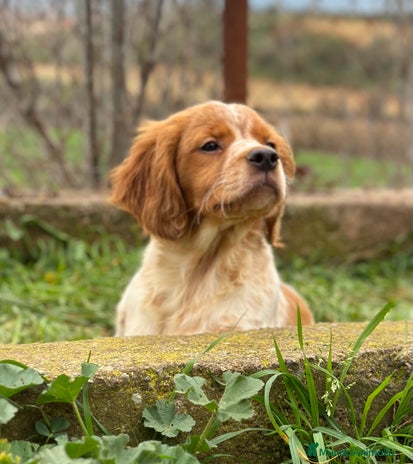 Épagneul Breton perros en Barcelona - Anuncio 10