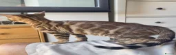 Bengalí gatos en venta: Gata Bengalí – Alta Genética y Crianza Premium - Anuncio 11