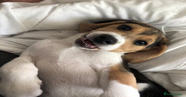 Beagle perros - Propaganda 2