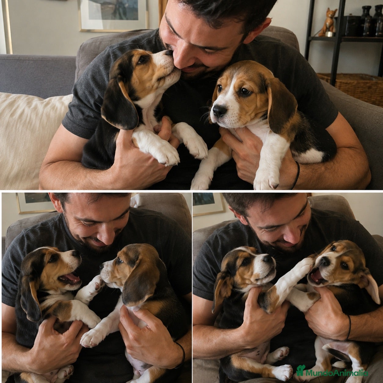 Beagle perros CACHORROS BEAGLE AMERICANO  - Anuncio 3