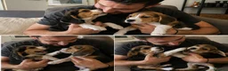 Beagle perros en venta: CACHORROS BEAGLE AMERICANO  - Anuncio 1
