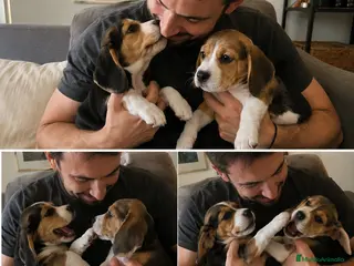 Beagle perros CACHORROS BEAGLE AMERICANO - Anuncio 2