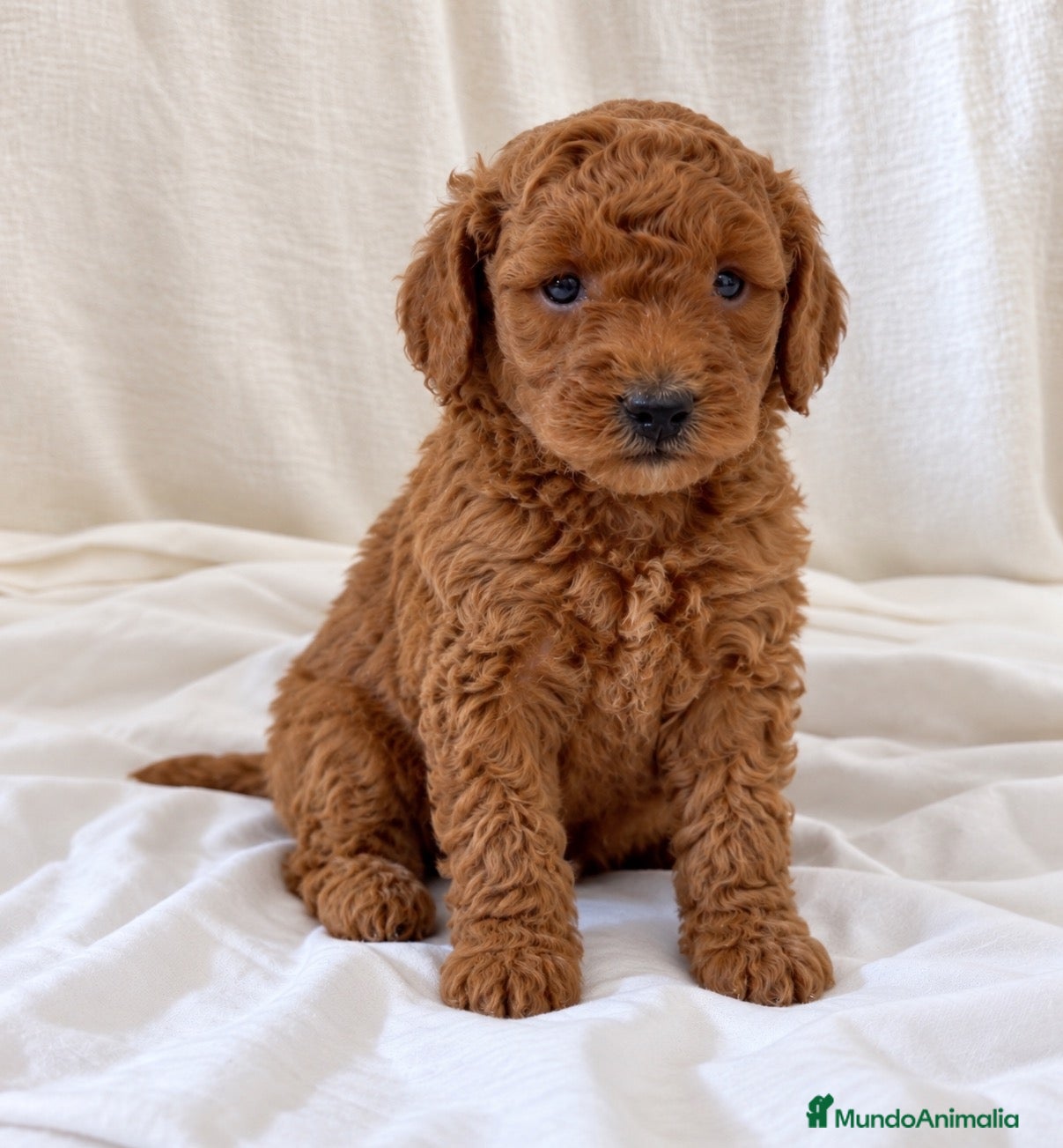 Caniche Toy perros Caniche toy  - Anuncio 1