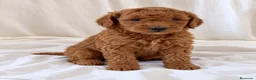Caniche Toy perros en venta: Caniche toy  - Anuncio 1