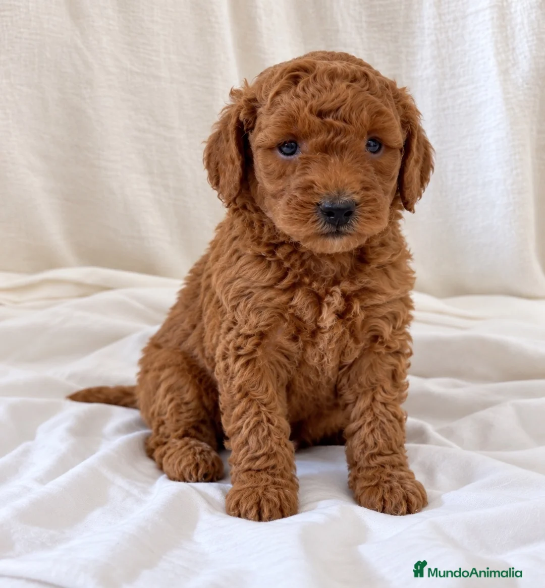 Caniche Toy perros en venta: Caniche toy  - Anuncio 1