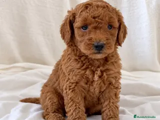 Caniche Toy perros Caniche toy - Anuncio 1
