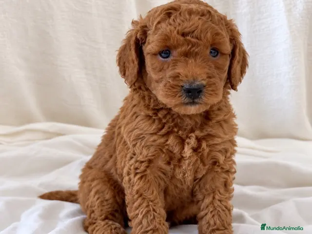 Caniche Toy perros Caniche toy - Anuncio 4