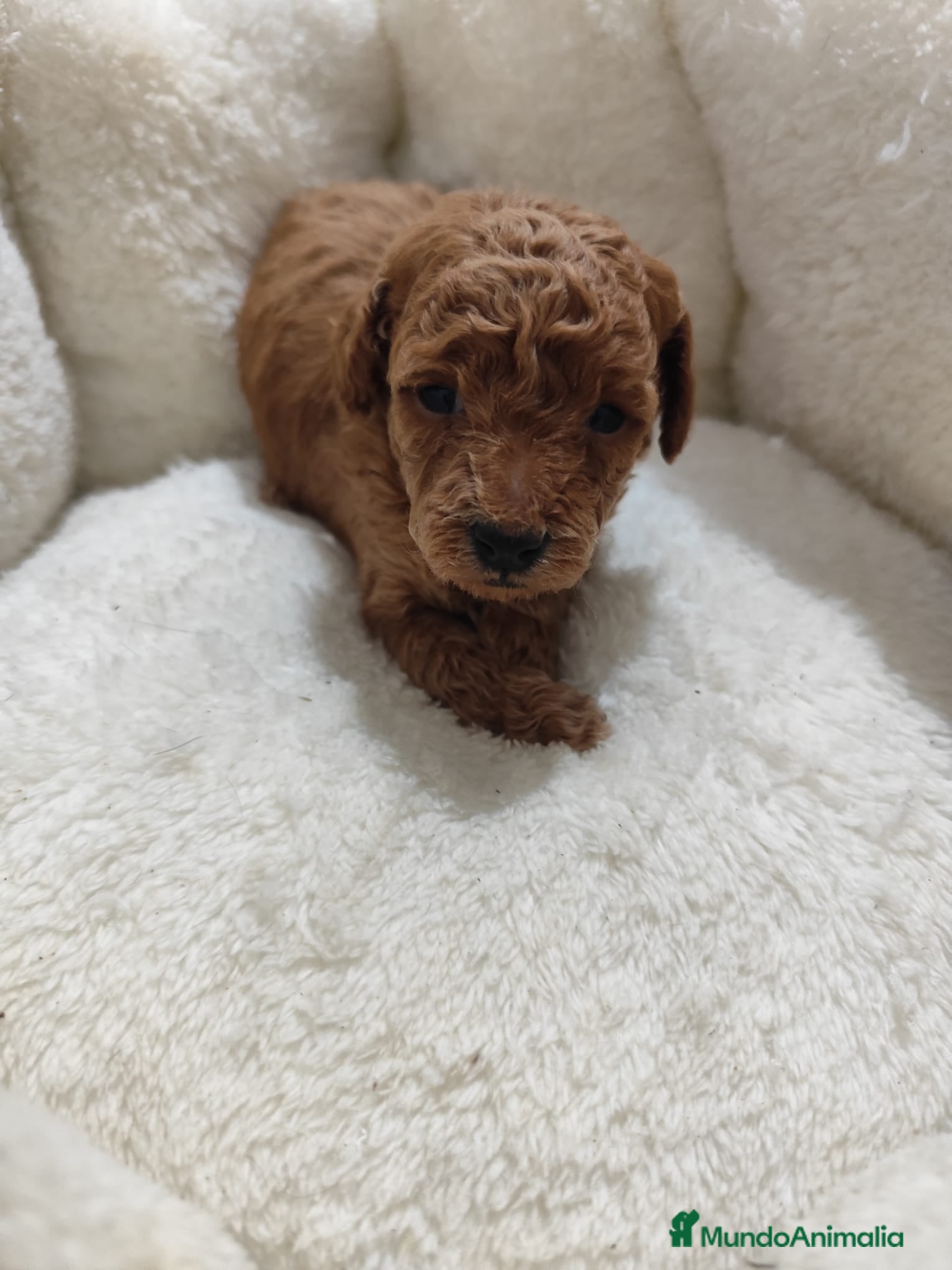 Caniche Toy perros en venta: Caniche toy  - Anuncio 5
