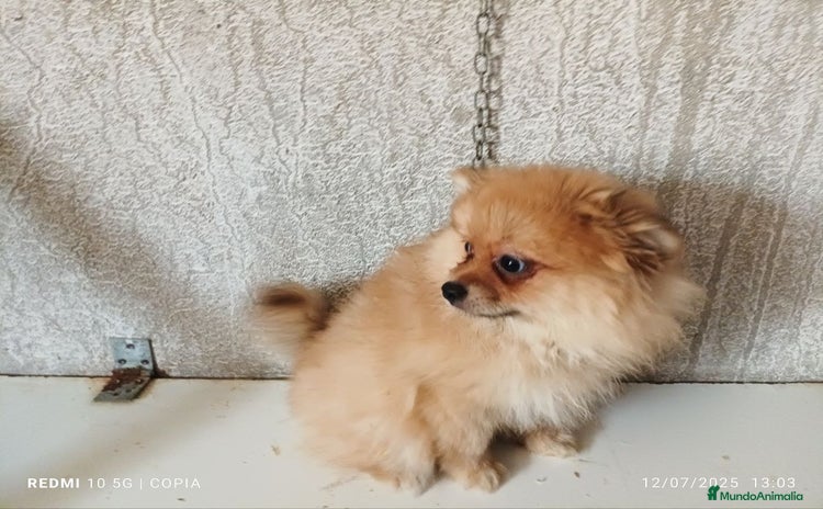 Pomerania perros - Propaganda 12