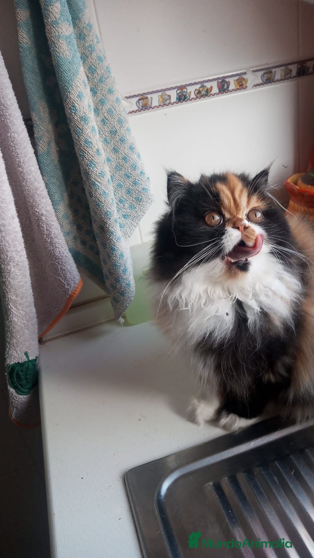 Persa gatos en venta: Hembra Persa - Anuncio 5