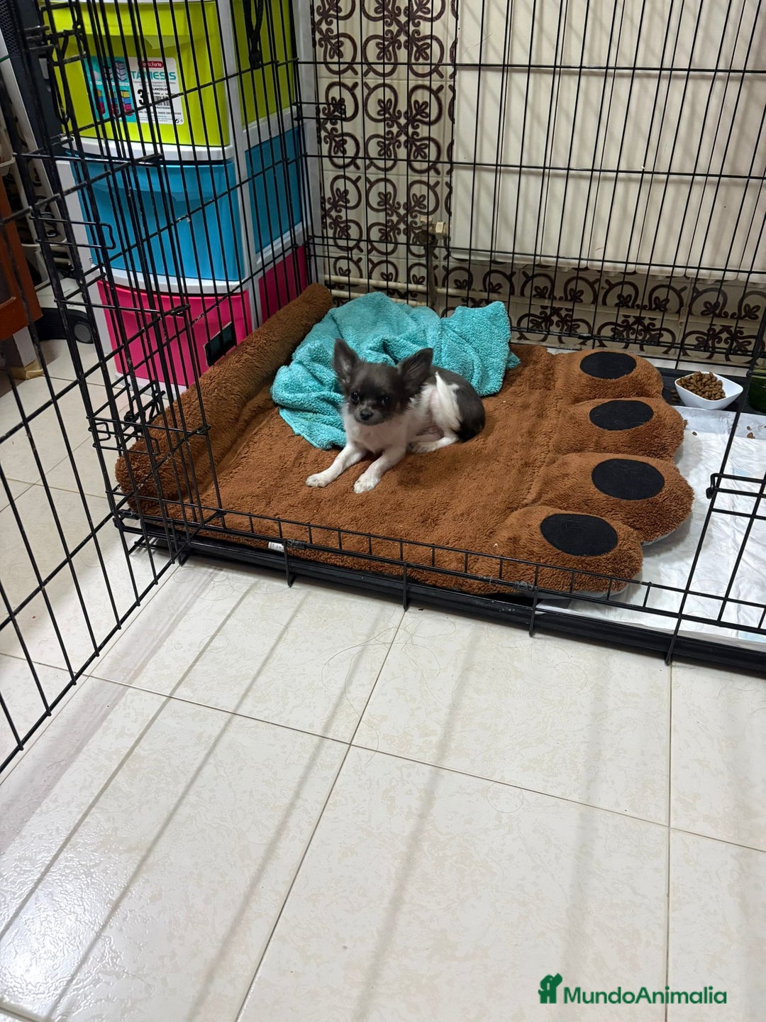 Chihuahua perros en venta: Chihuahua mini toy  - Anuncio 1