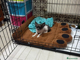 Chihuahua perros Chihuahua mini toy - Anuncio 1