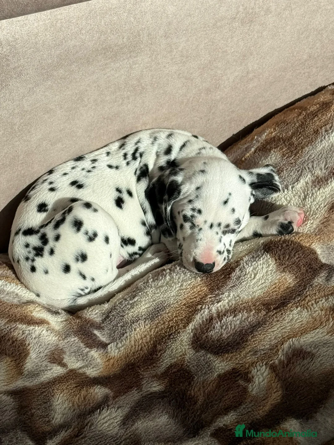 Dálmata perros en venta: Dálmata calidad  - Anuncio 3