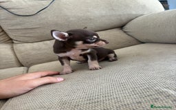 Chihuahua perros en venta: Chihuhua Toy chocolate  - Imagen 2