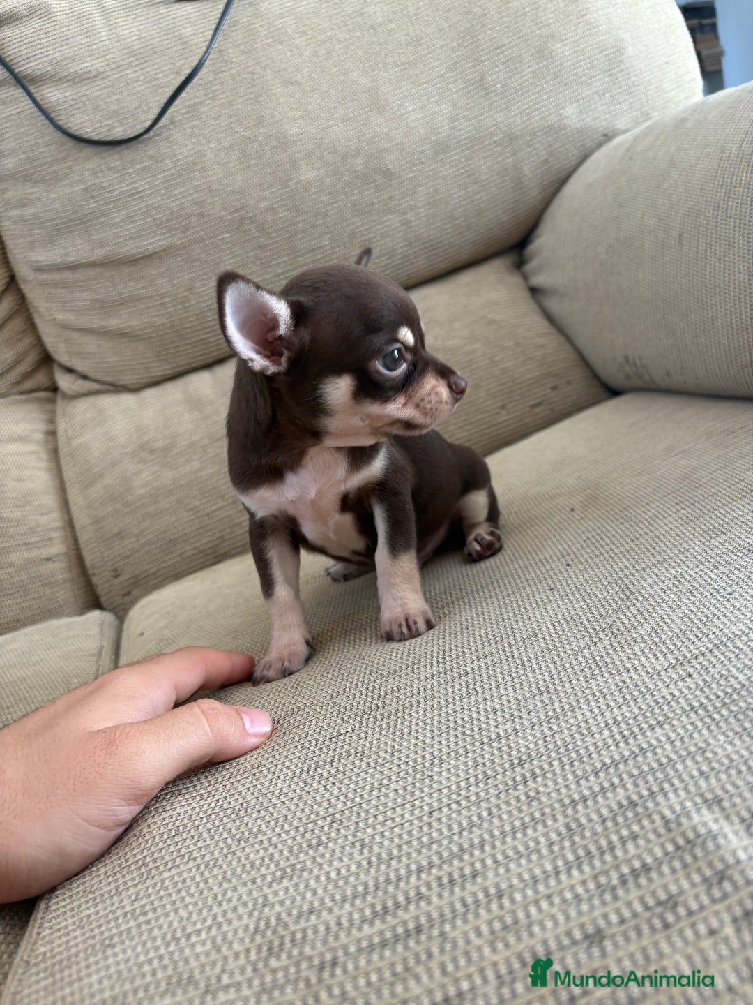 Chihuahua perros en venta: Chihuhua Toy chocolate  - Imagen 2