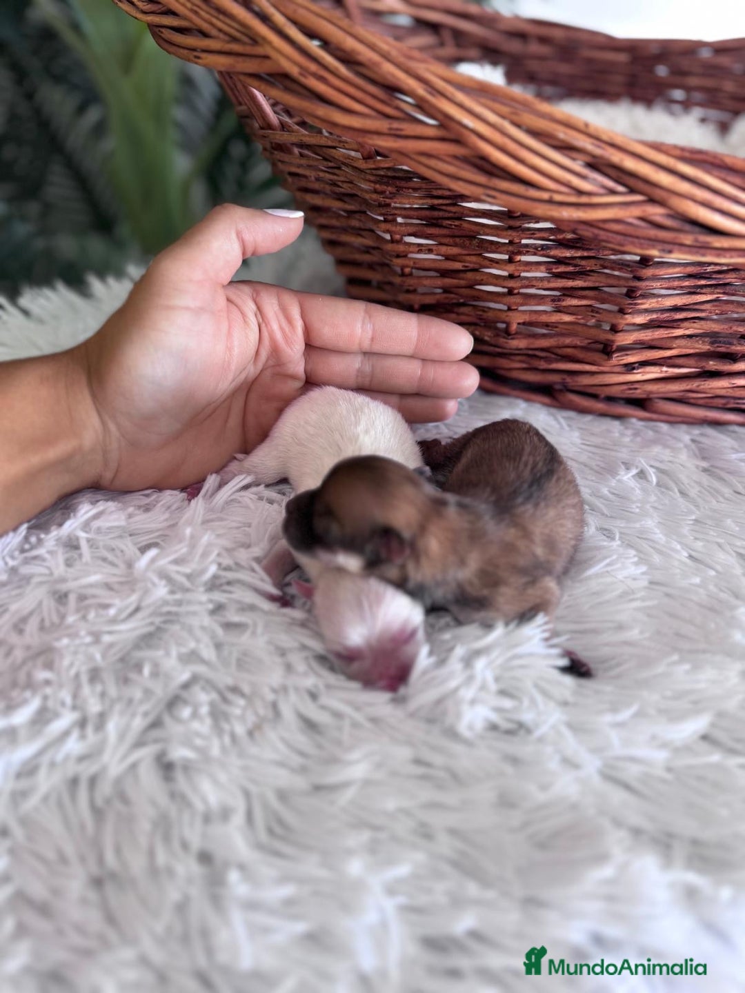 Pomerania perros en venta: POMERANIA HEMBRAS - Imagen 4