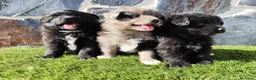 Raza Mixta perros en venta: Mini bordercollie o borderpom  - Anuncio 6