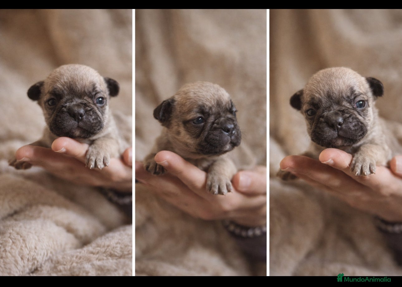 Bulldog Francés perros Bebe bulldog frances fawn - Anuncio 1