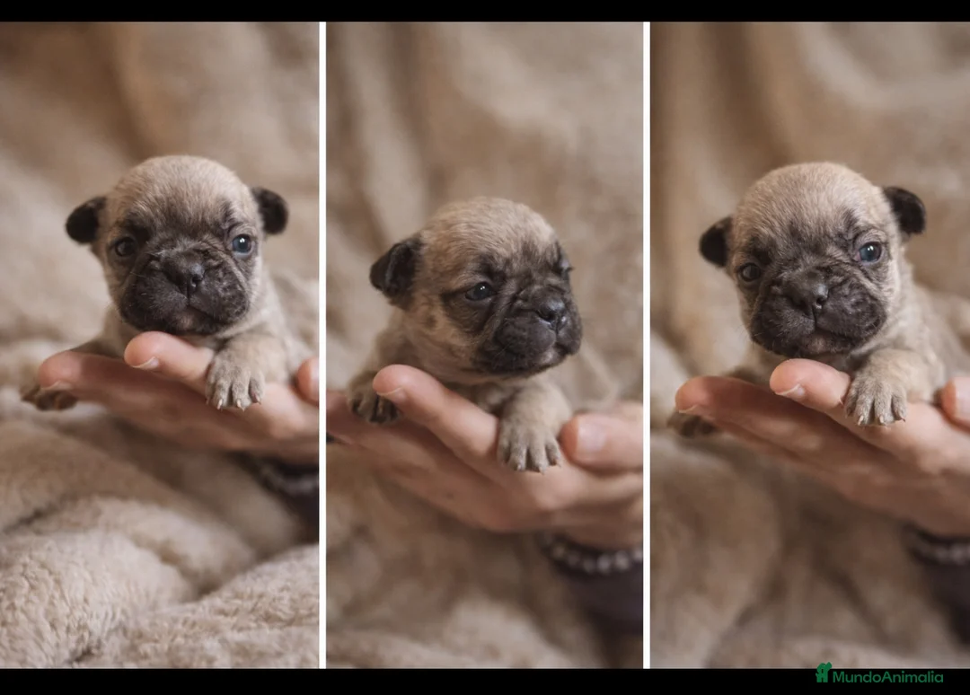 Bulldog Francés perros en venta: Bebe bulldog frances fawn - Anuncio 1