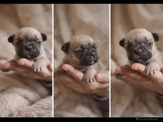 Bulldog Francés perros Bebe bulldog frances fawn - Anuncio 1