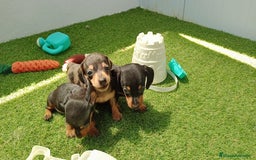 Teckel perros en venta: Teckel kaninchen  - Imagen 2