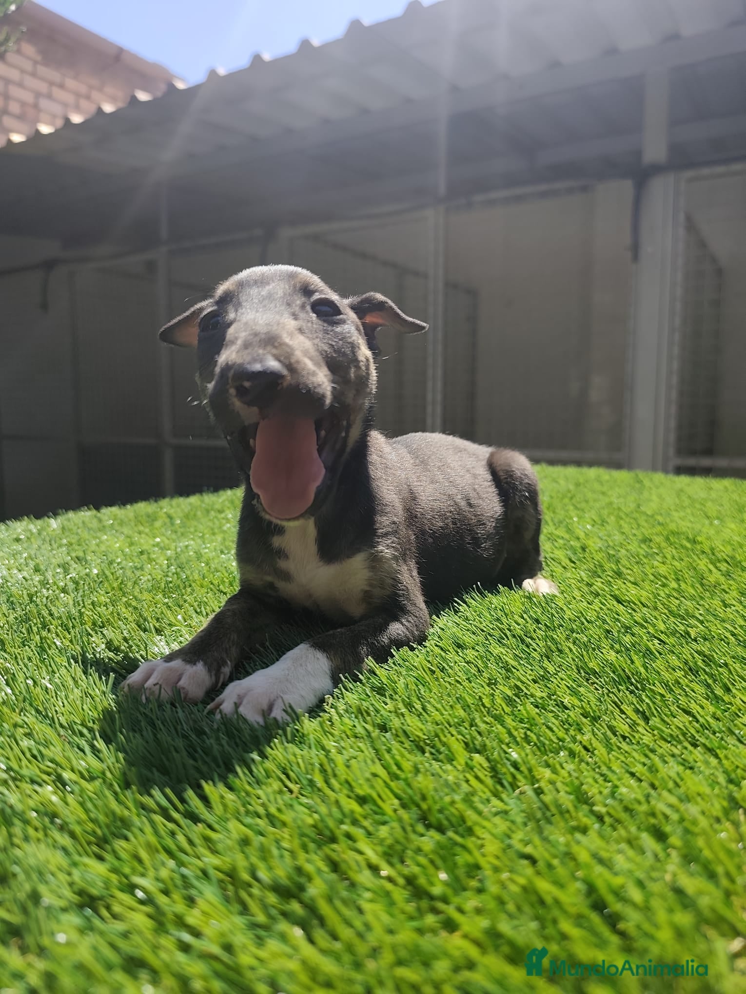 Bull Terrier perros en venta: Bull Terrier  - Anuncio 1