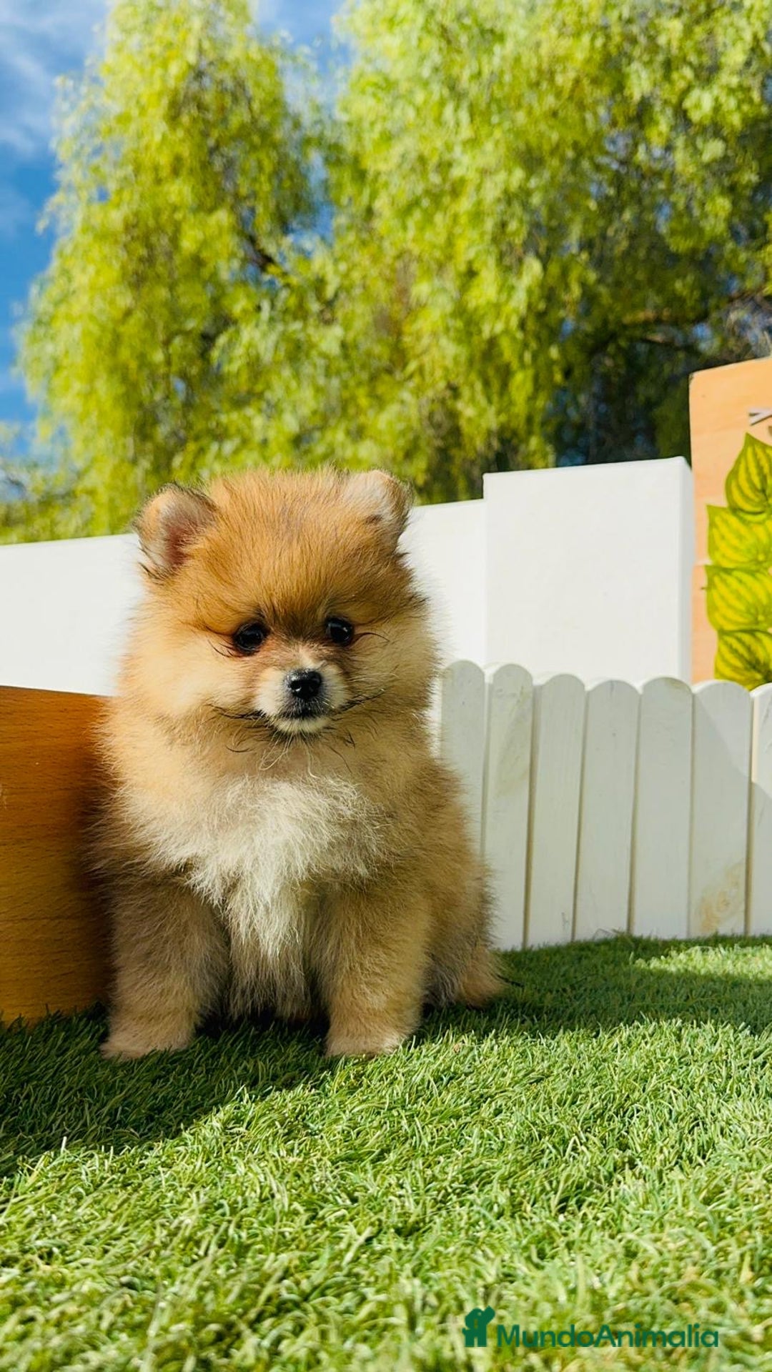 Pomerania perros en venta: POMERANIA MACHO - Imagen 12