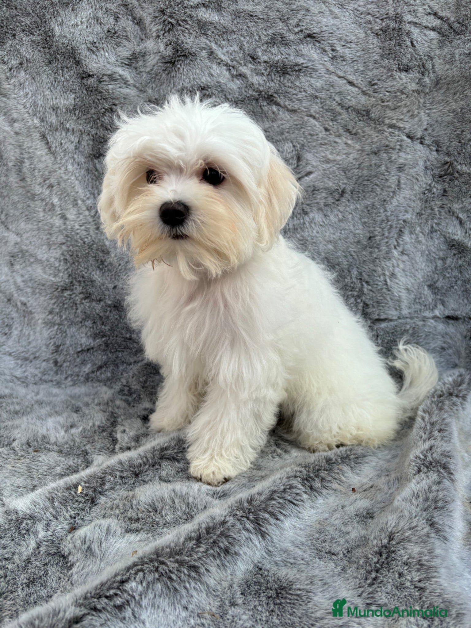 Maltipoo perros en venta: Maltipoo hembra - Anuncio 1