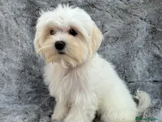 Maltipoo perros Maltipoo hembra - Anuncio 1