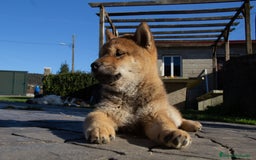 Shiba Inu perros en venta: SHIBA INU - Imagen 2