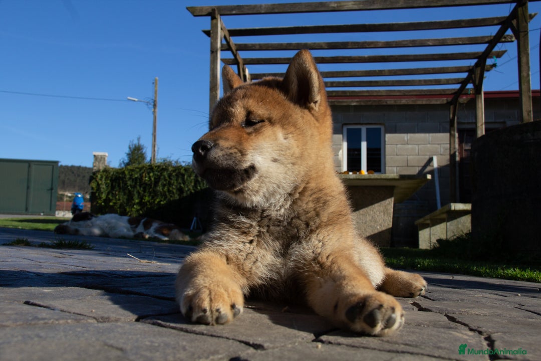 Shiba Inu perros en venta: SHIBA INU - Imagen 2
