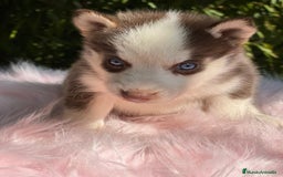 Husky Siberiano perros en venta: Husky siberiano  - Imagen 13