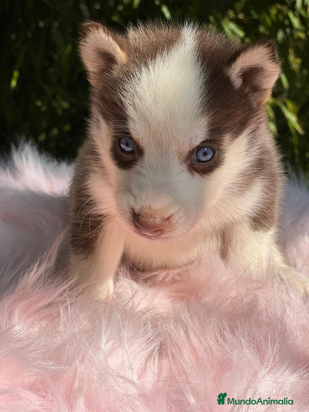 Husky Siberiano perros en venta: Husky siberiano  - Imagen 13
