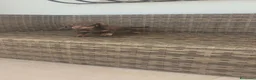 Teckel Miniatura perros en venta: Teckel Mini hembra chocolate disponible  - Anuncio 11