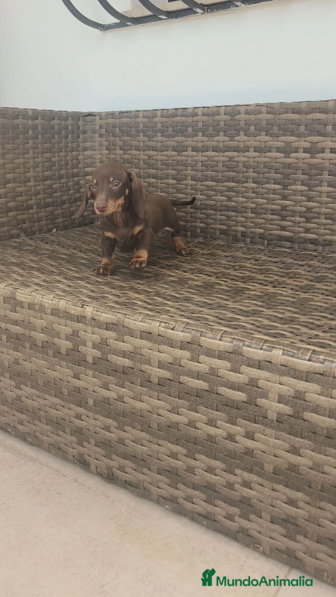 Teckel Miniatura perros en venta: Teckel Mini hembra chocolate disponible  - Anuncio 11