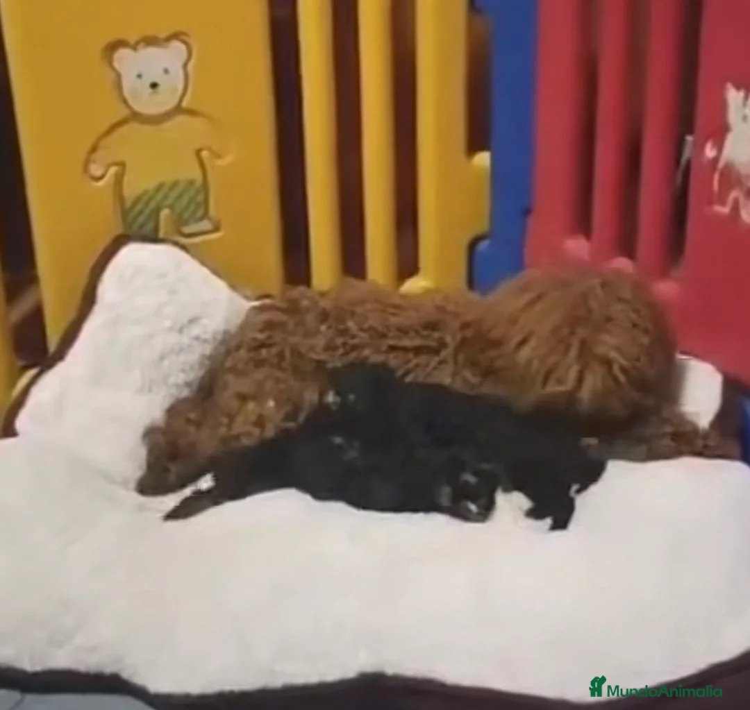 Caniche Toy perros en venta: Caniche toy - Anuncio 1