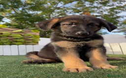 Pastor Alemán perros en venta: PASTOR ALEMAN HEMBRA - Imagen 3