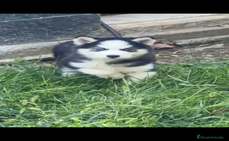 Husky Siberiano perros - Anuncio 1