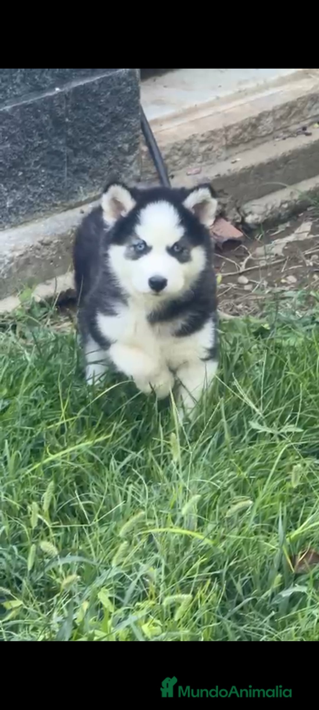 Husky Siberiano perros en venta: Último cachorro de Husky siberiano!! - Imagen 1