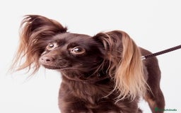 Yorkshire Terrier perros en venta: Cachorros raza tamaño Toy - Imagen 6
