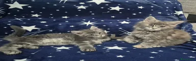 Maine Coon Gatito 3