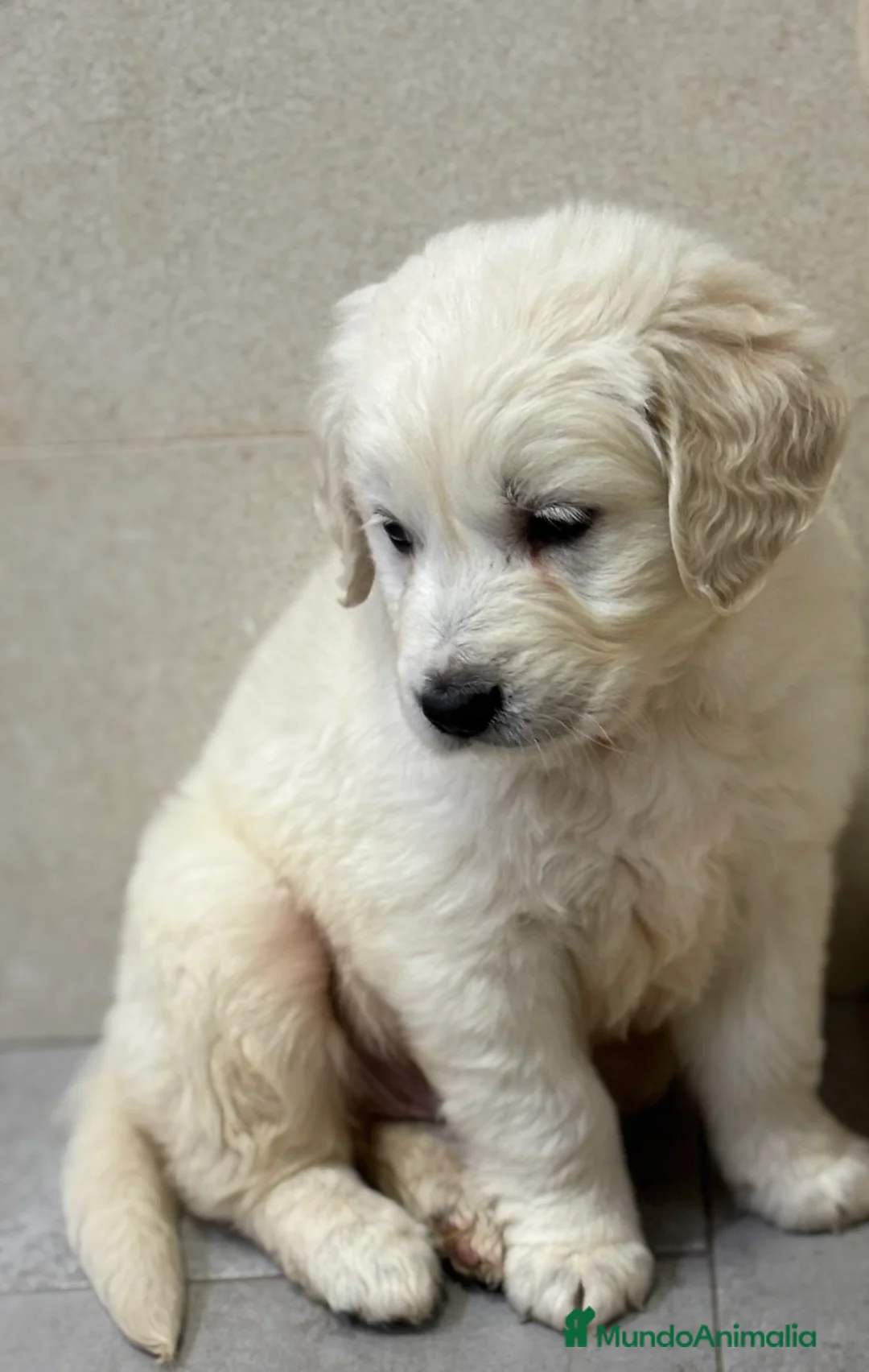 Golden Retriever perros en venta: Espectacular macho de golden retriever en Alicante - Anuncio 2