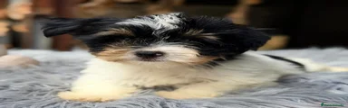 Biewer Yorkshire Terrier a la Pom Pon 1