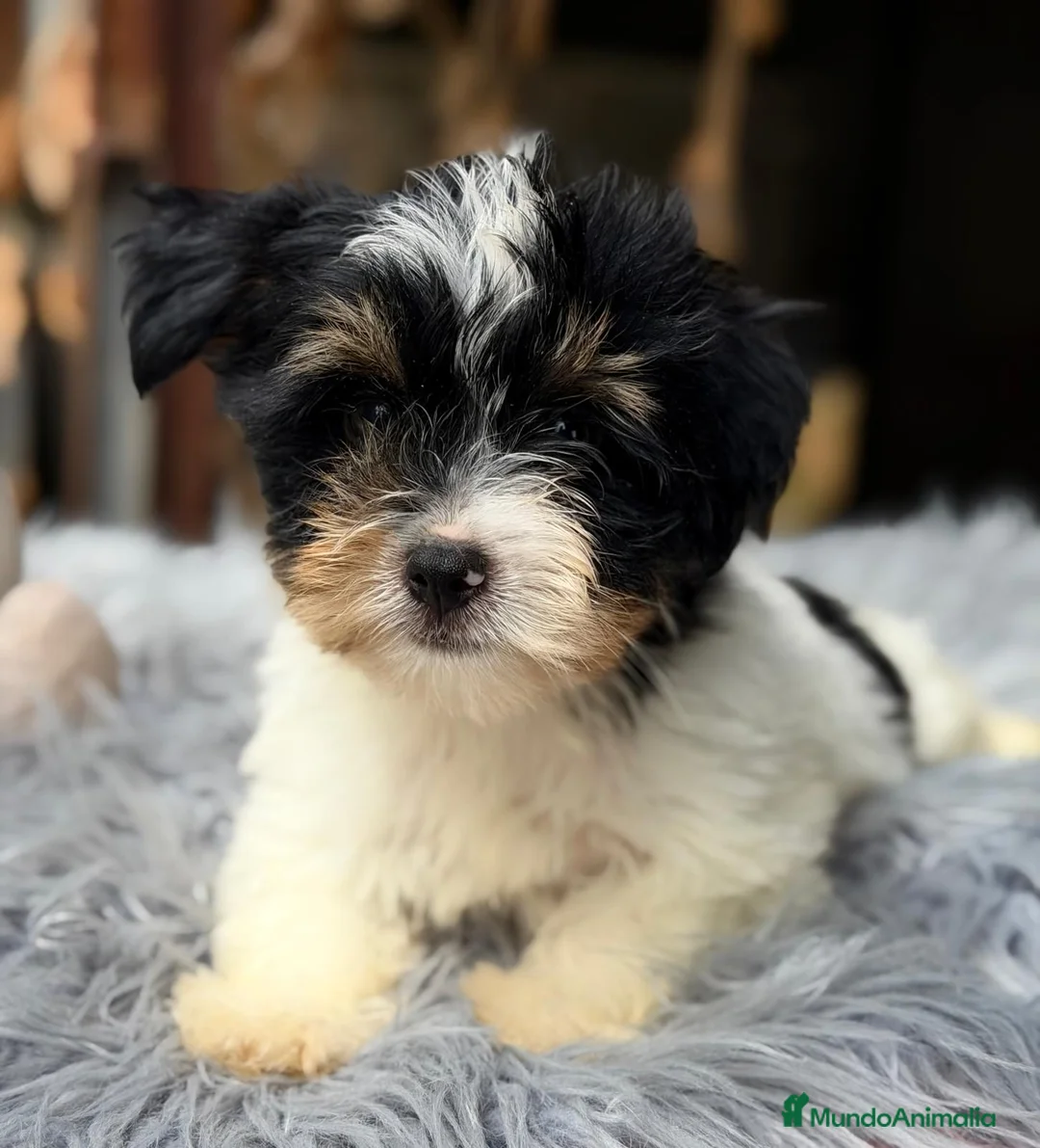 Biewer Yorkshire Terrier a la Pom Pon perros en venta: BIEWER YORKSHIRE - Anuncio 2